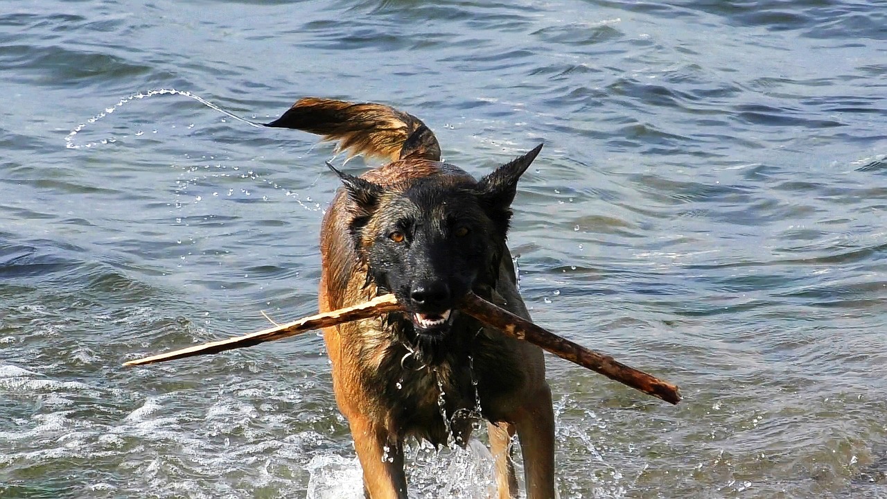 Image - malinois dog belgian shepherd dog