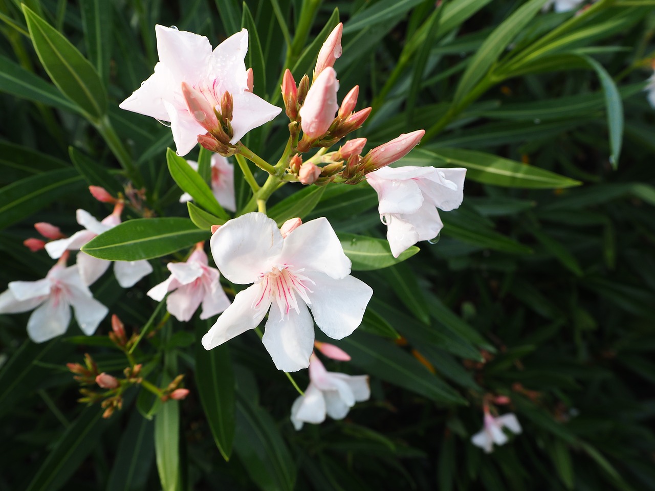 Image - oleander flower summer blossom