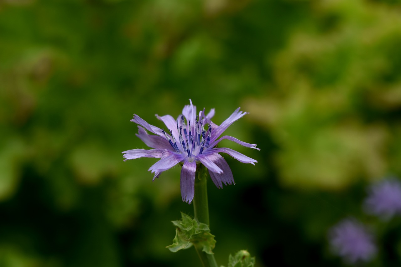 Image - flowers see flowers nature purple