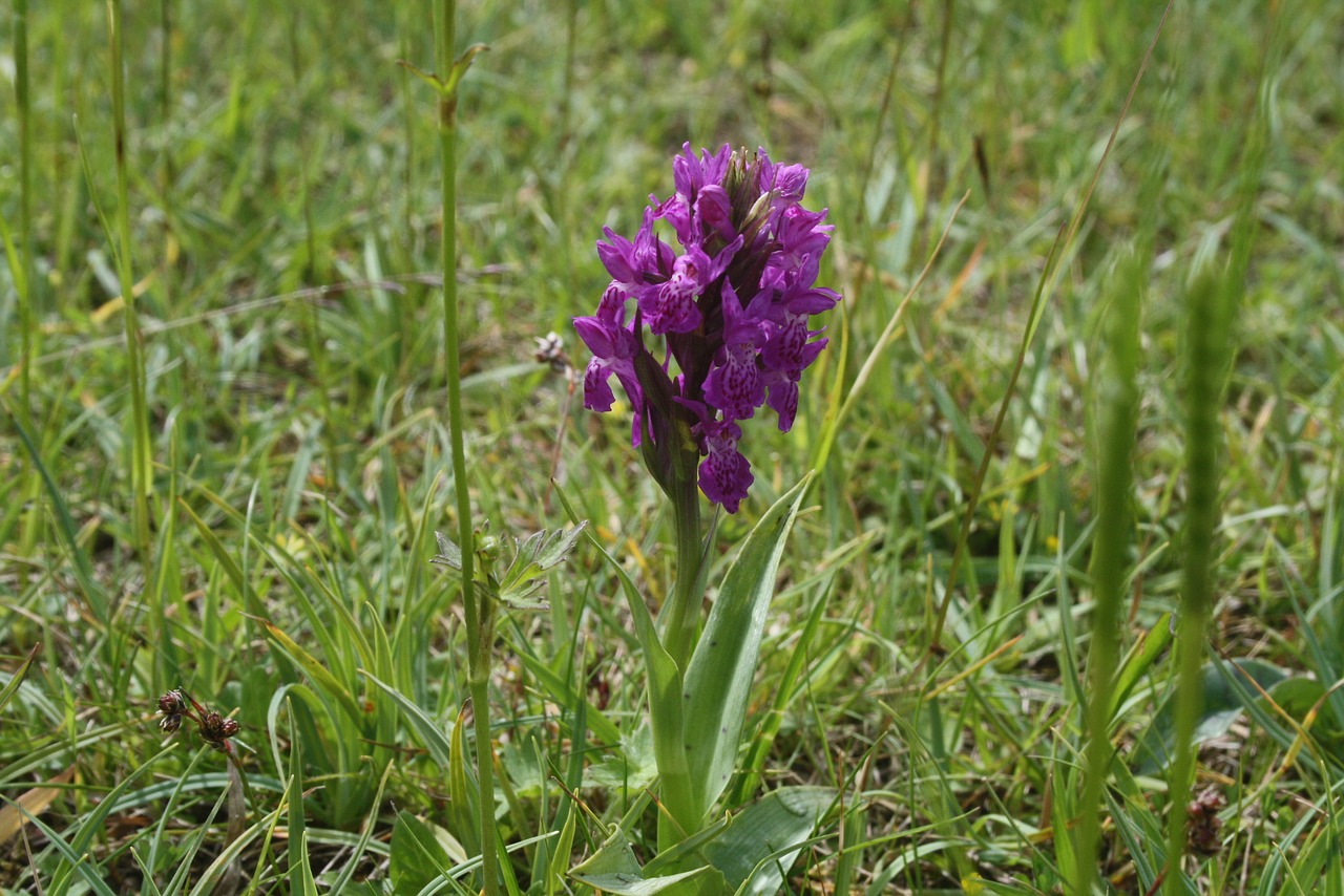 Image - green winged purple orchid
