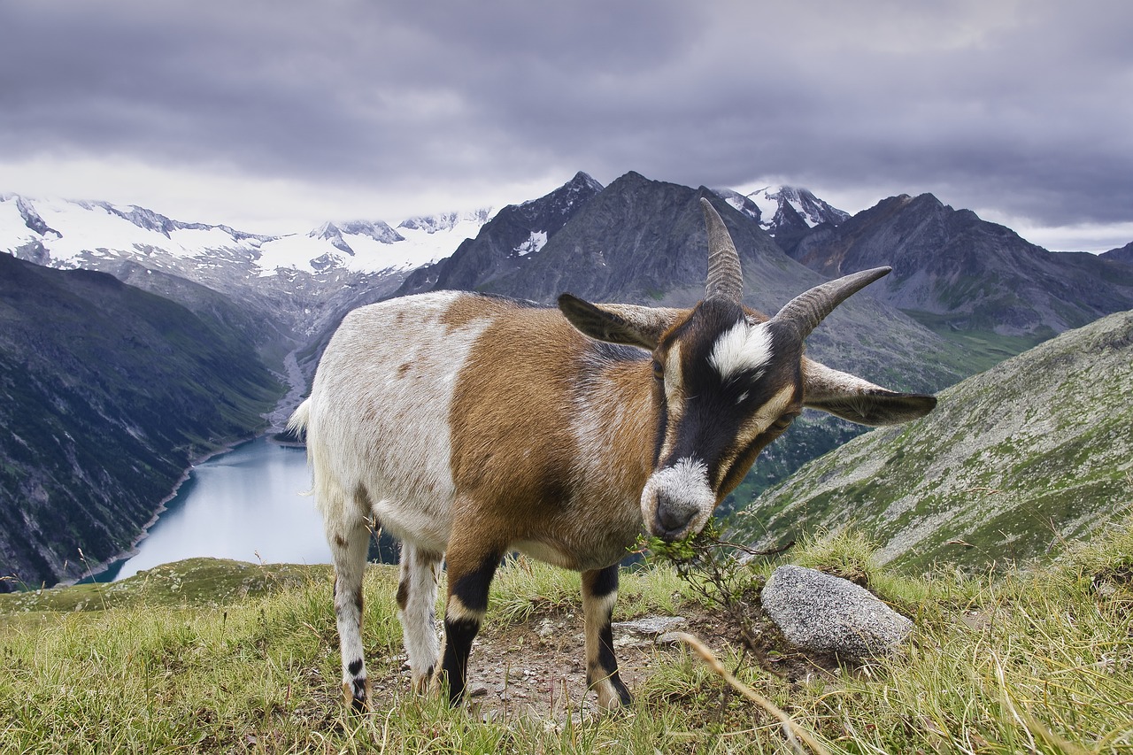 Image - goat tyrol animal mountains