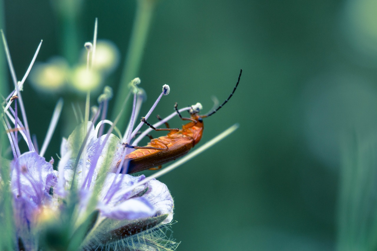 Image - beetle flower macro insect blossom