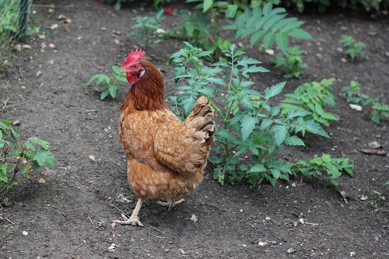 Image - hen hens cock farm animal henna