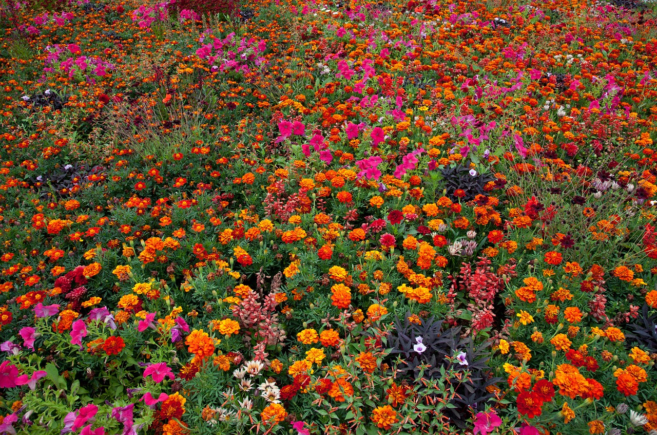 Image - tagetes flowers blossom bloom