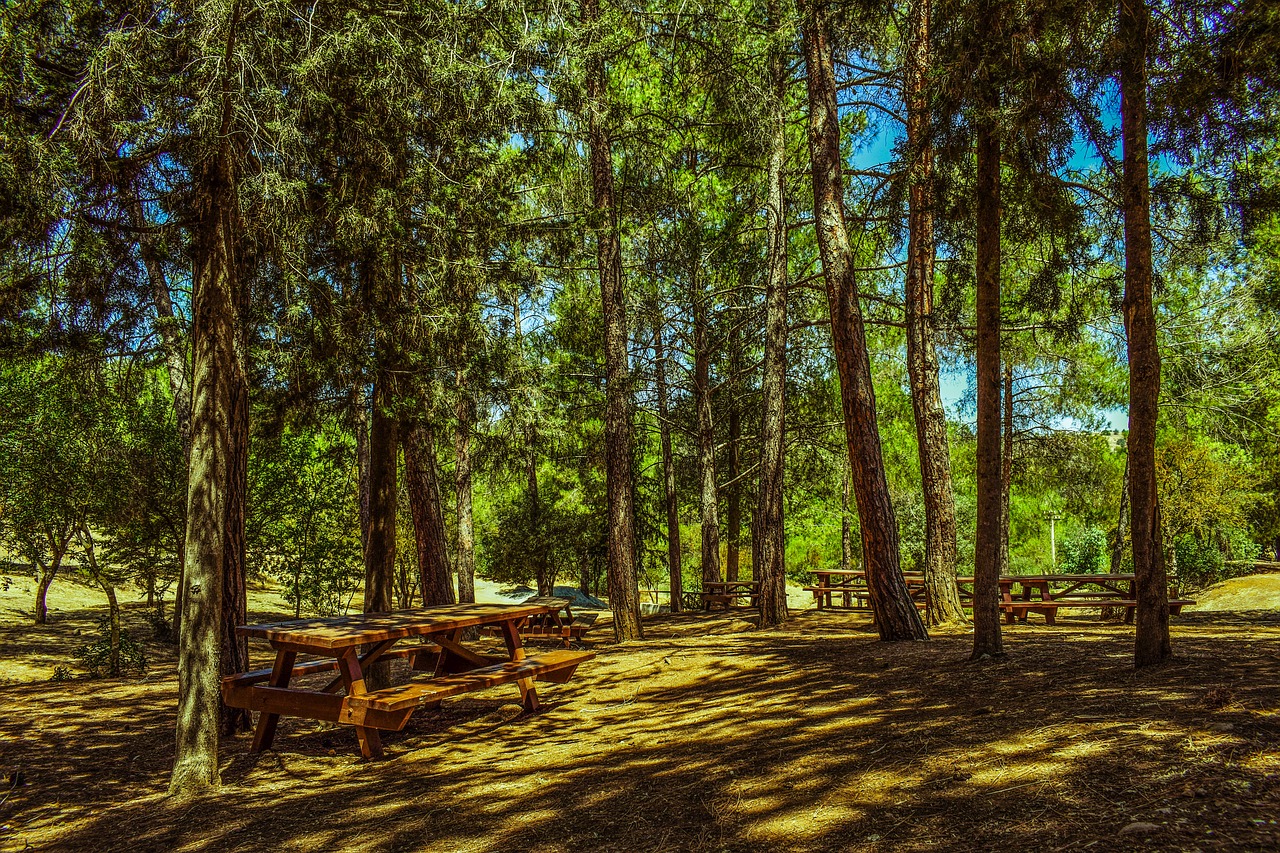 Image - trees forest picnic site nature