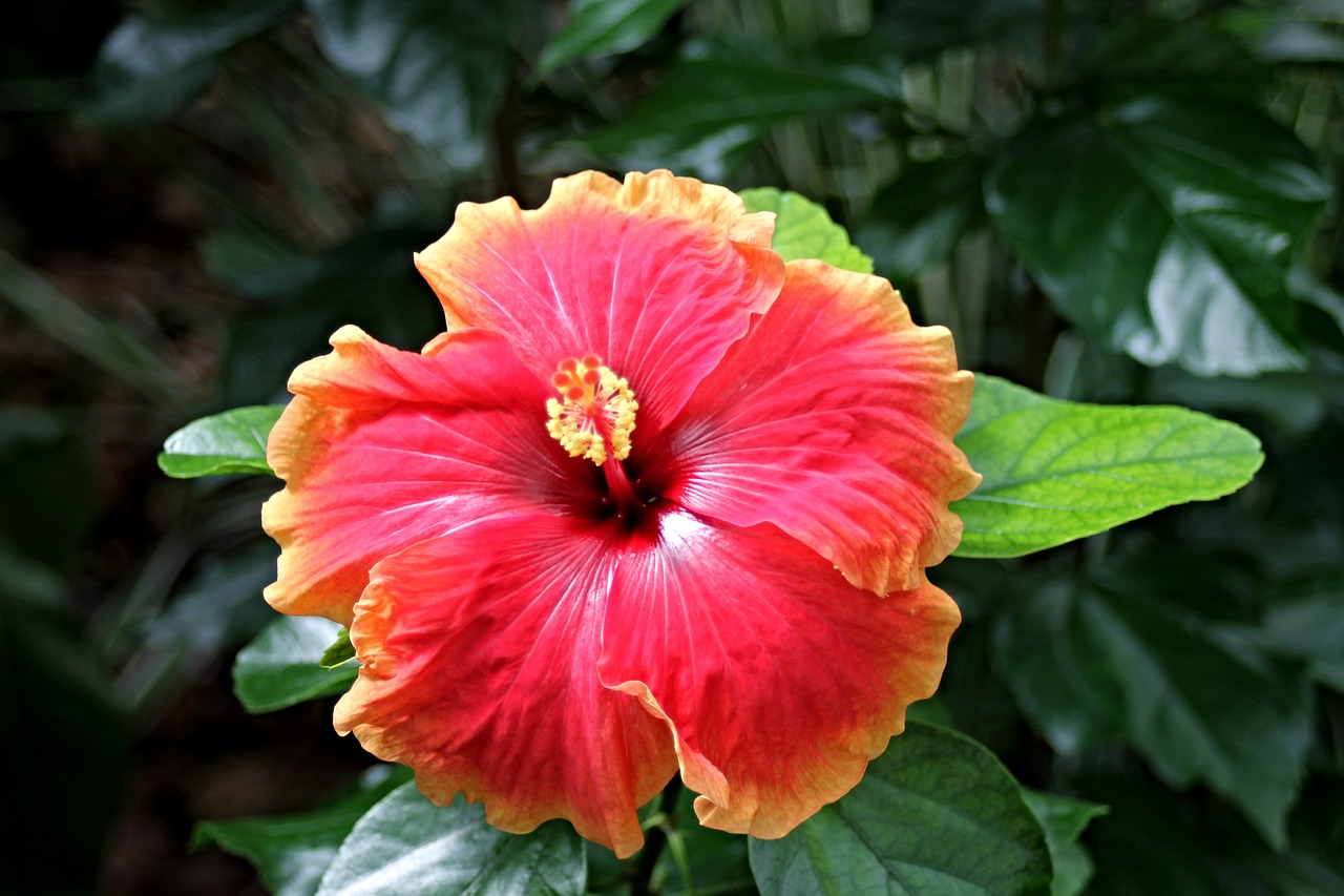 Image - hibiscus marshmallow blossom bloom