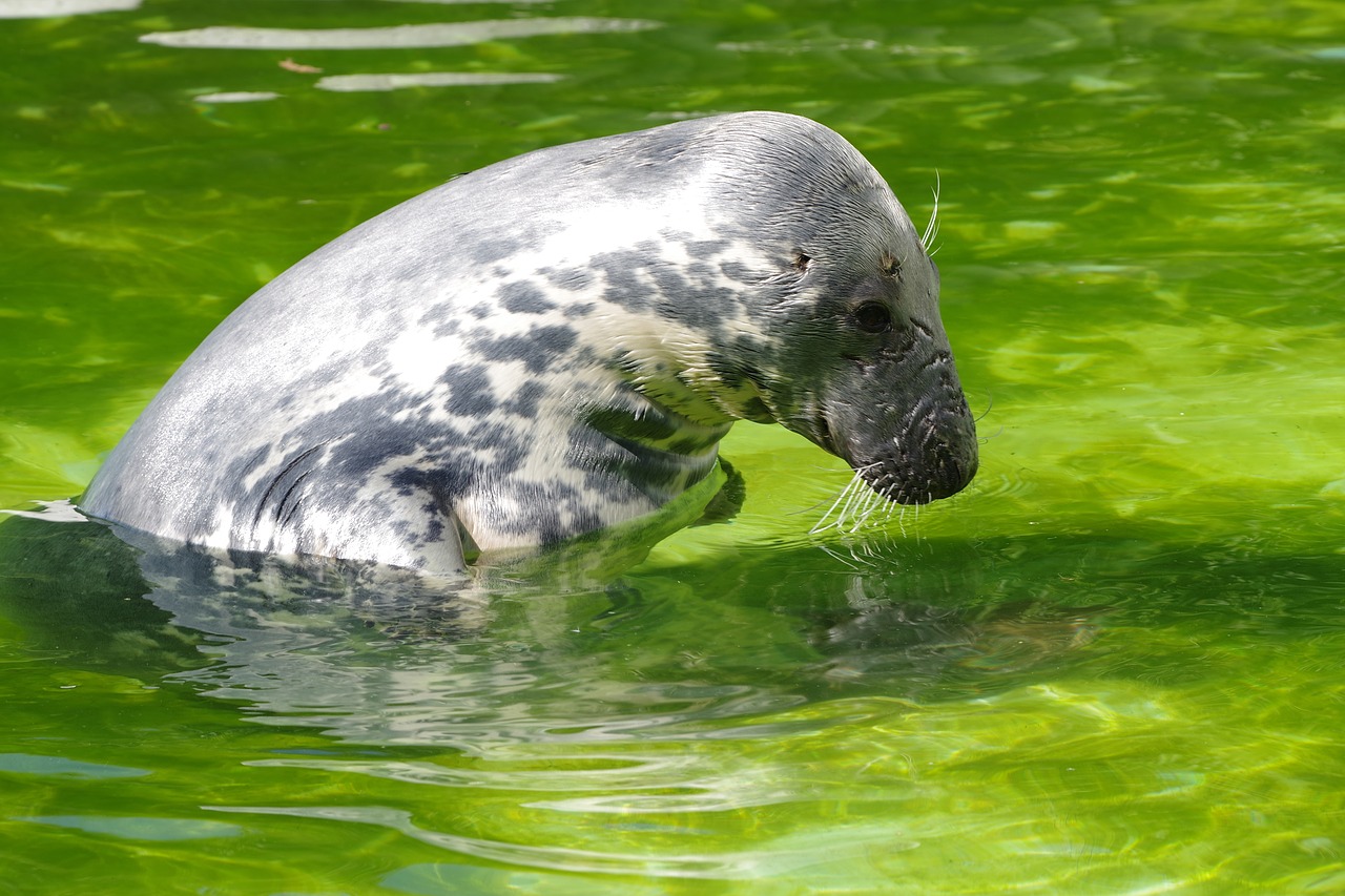 Image - grey seal halichoerus grypus