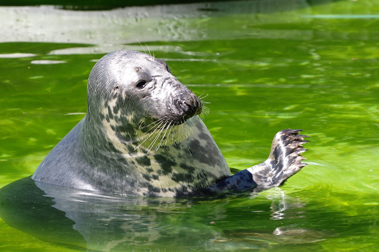 Image - grey seal halichoerus grypus