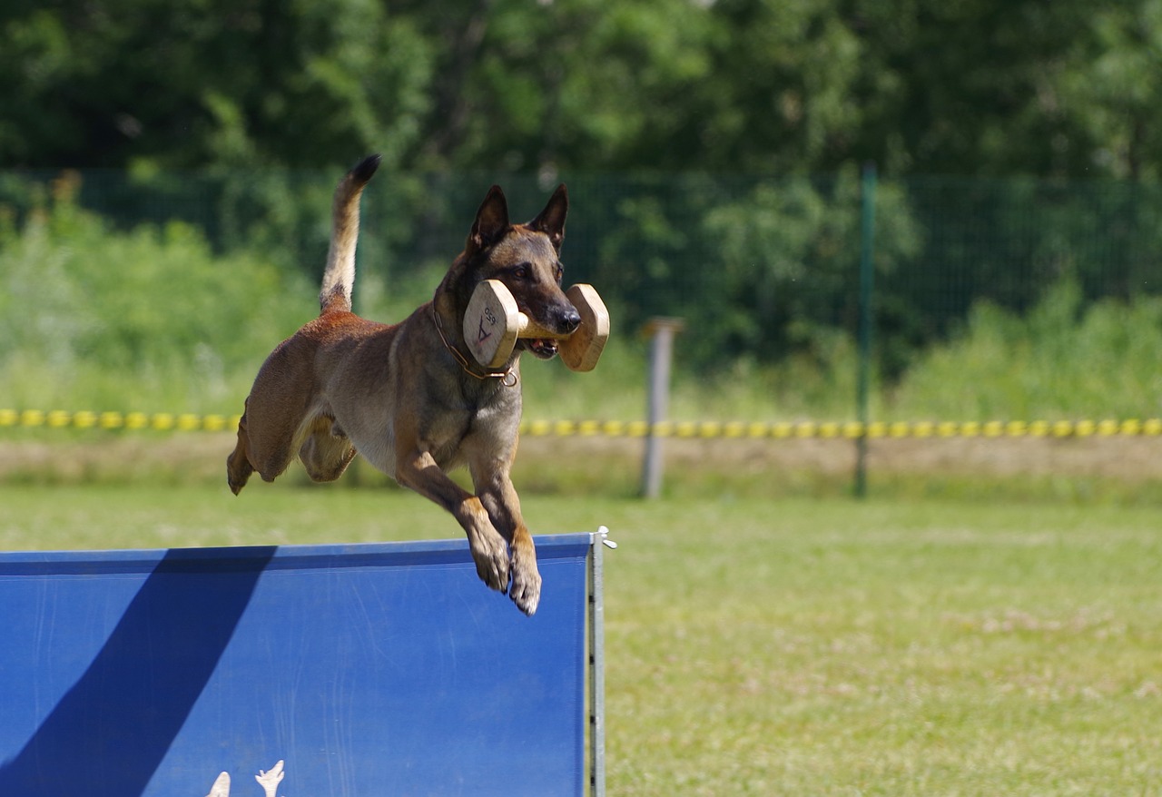 Image - belgian shepherd malinois jump