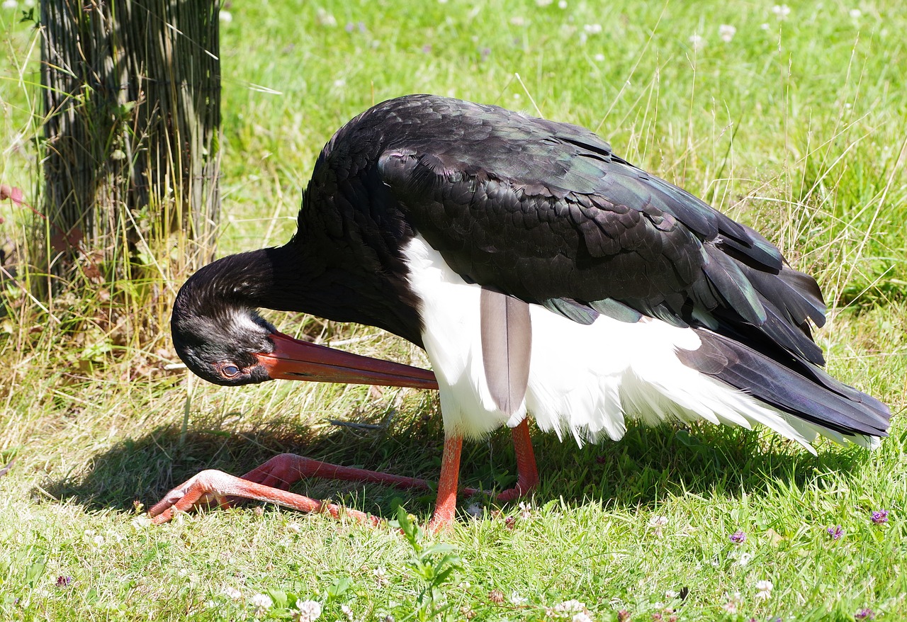 Image - black stork ciconia nigra