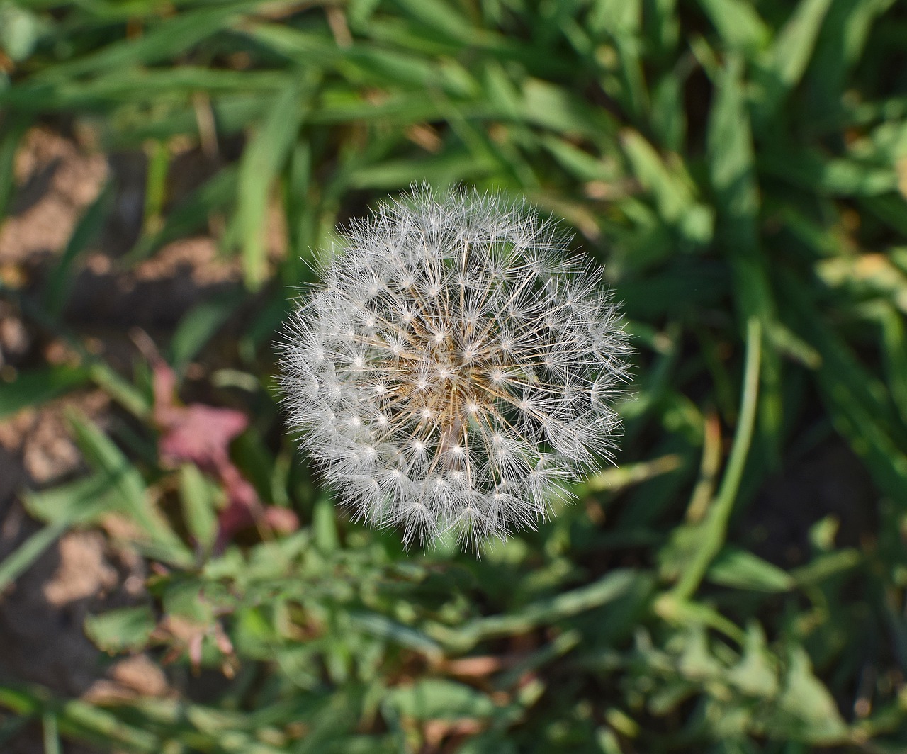 Image - dandelion head seeds plant summer