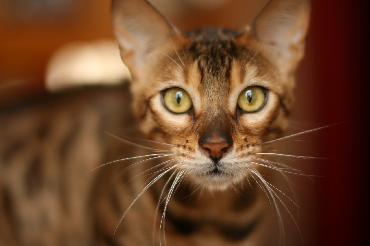 Image - bengal cat cat feline pet bengal