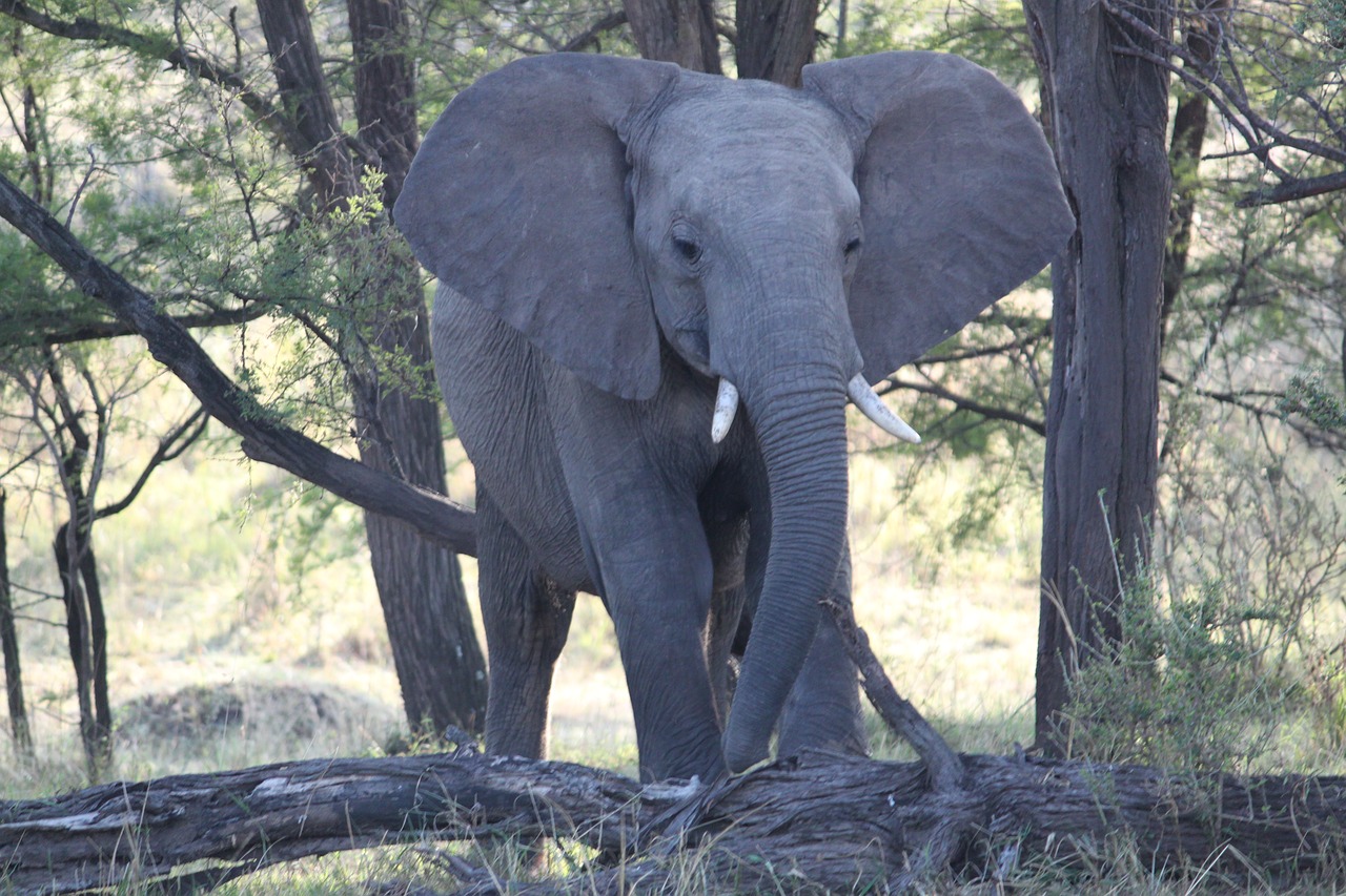 Image - elephant africa safari wildlife