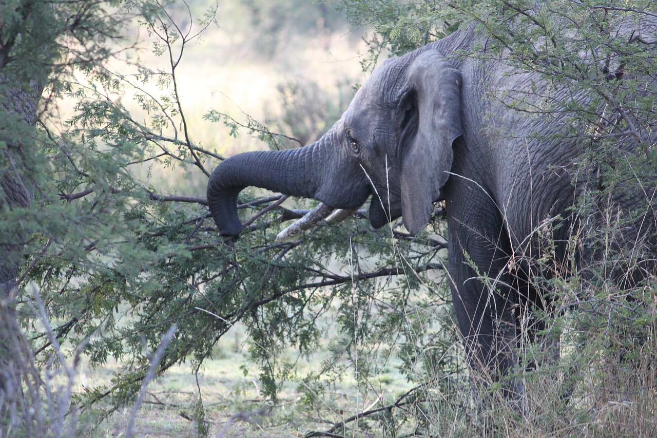 Image - elephant africa safari wildlife