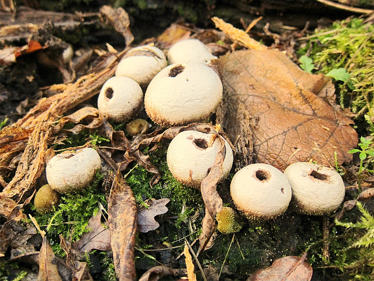 Image - fungi puffball fungus mushroom