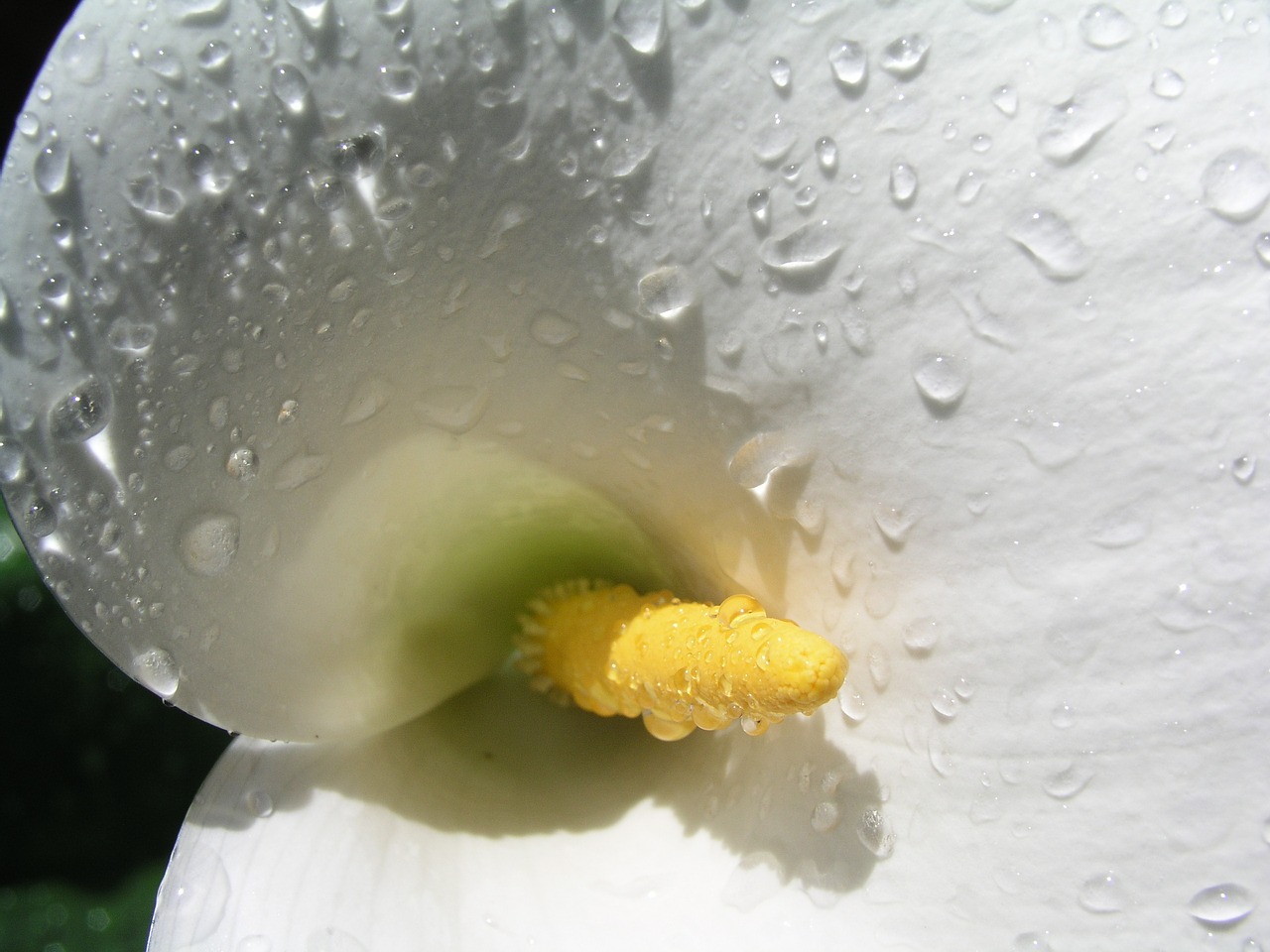 Image - lily white flower sympathy rain