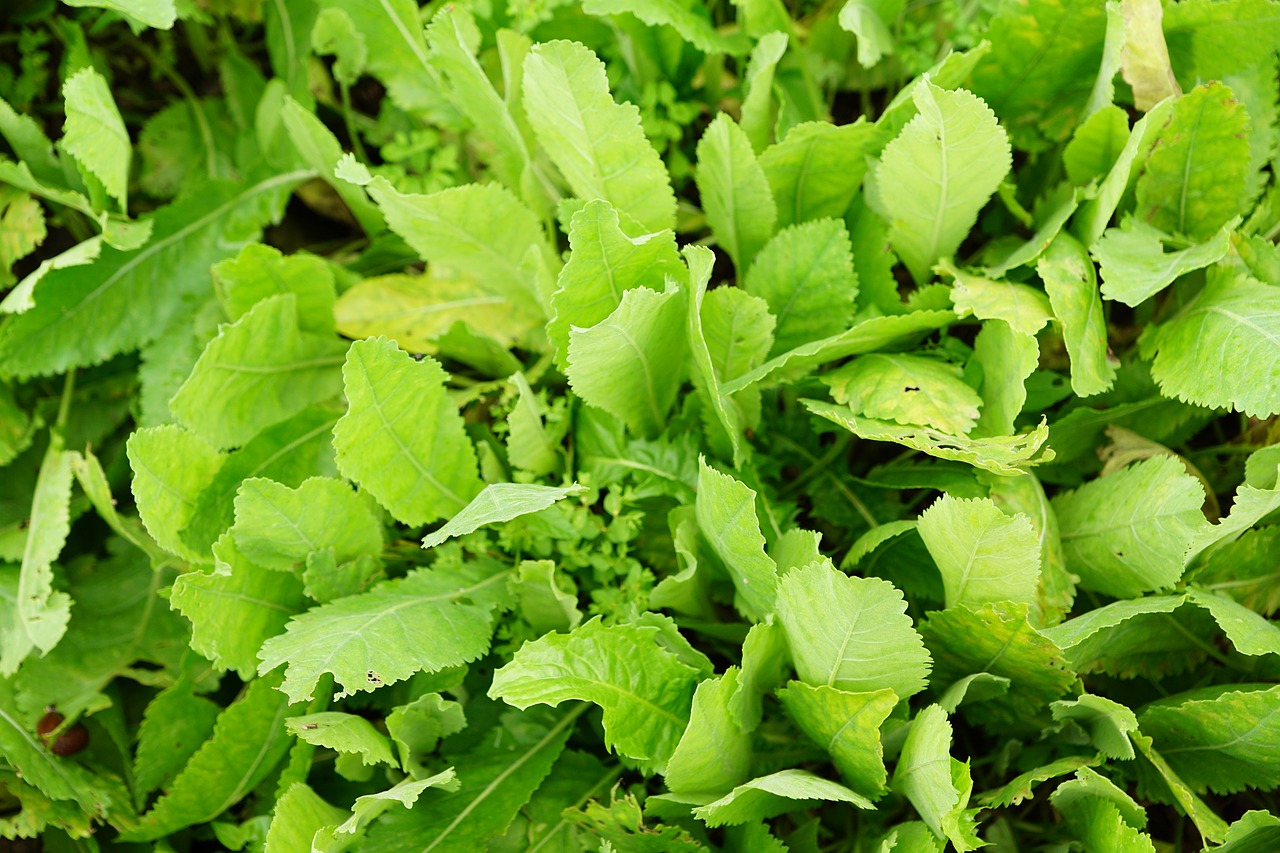 Image - tanacetum balsamita marie leaf