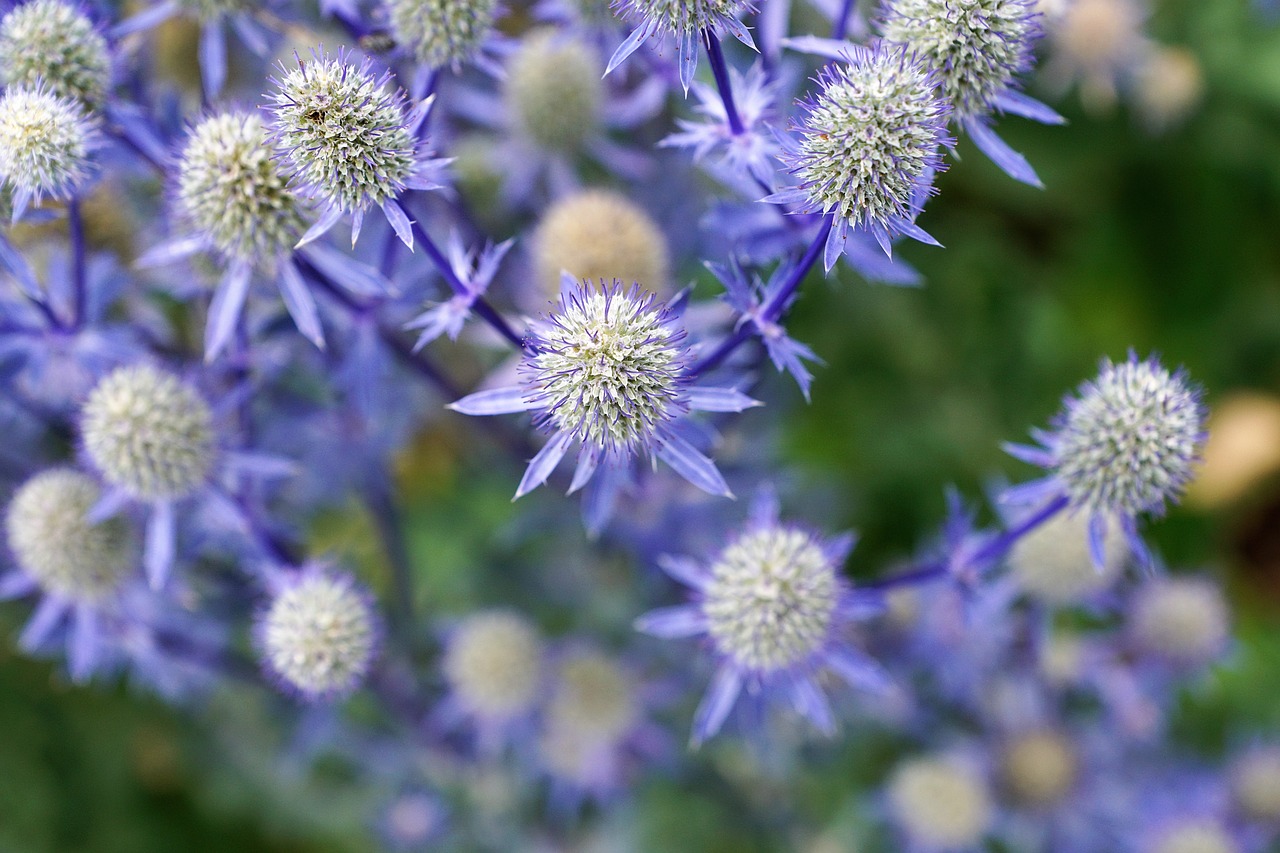 Image - silver thistle nature plant