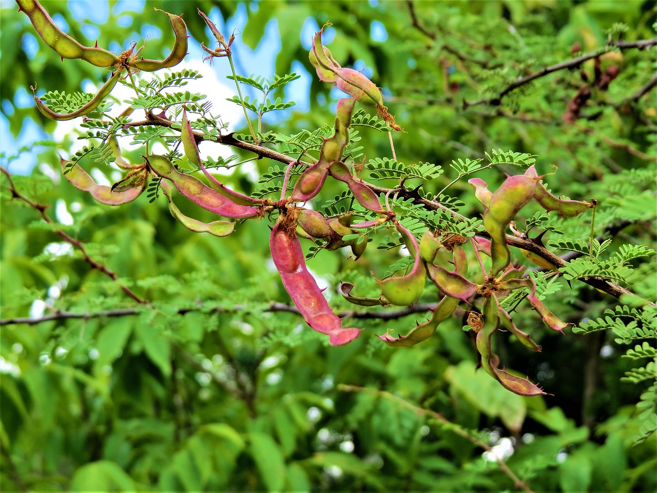 Image - tree seed pods colorful nature