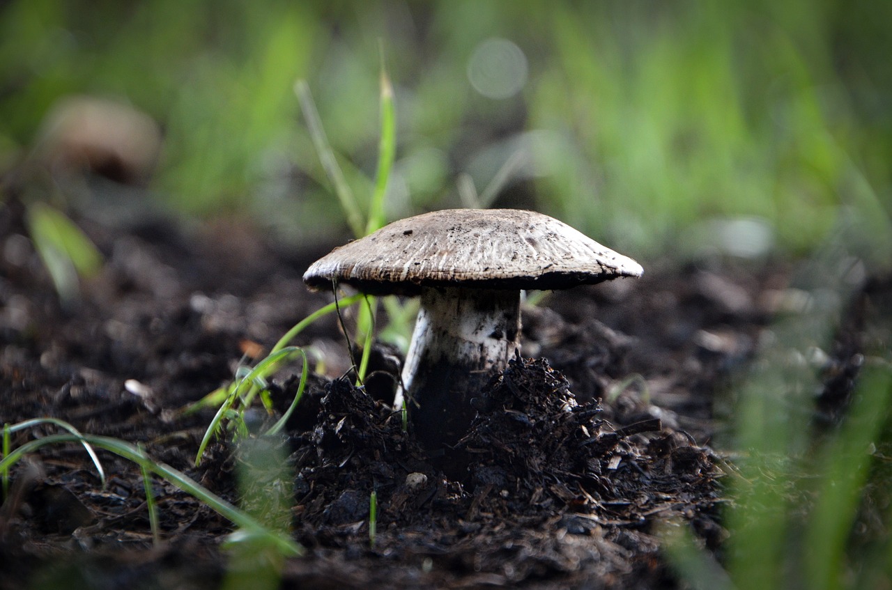 Image - mushroom fungus soil nature forest