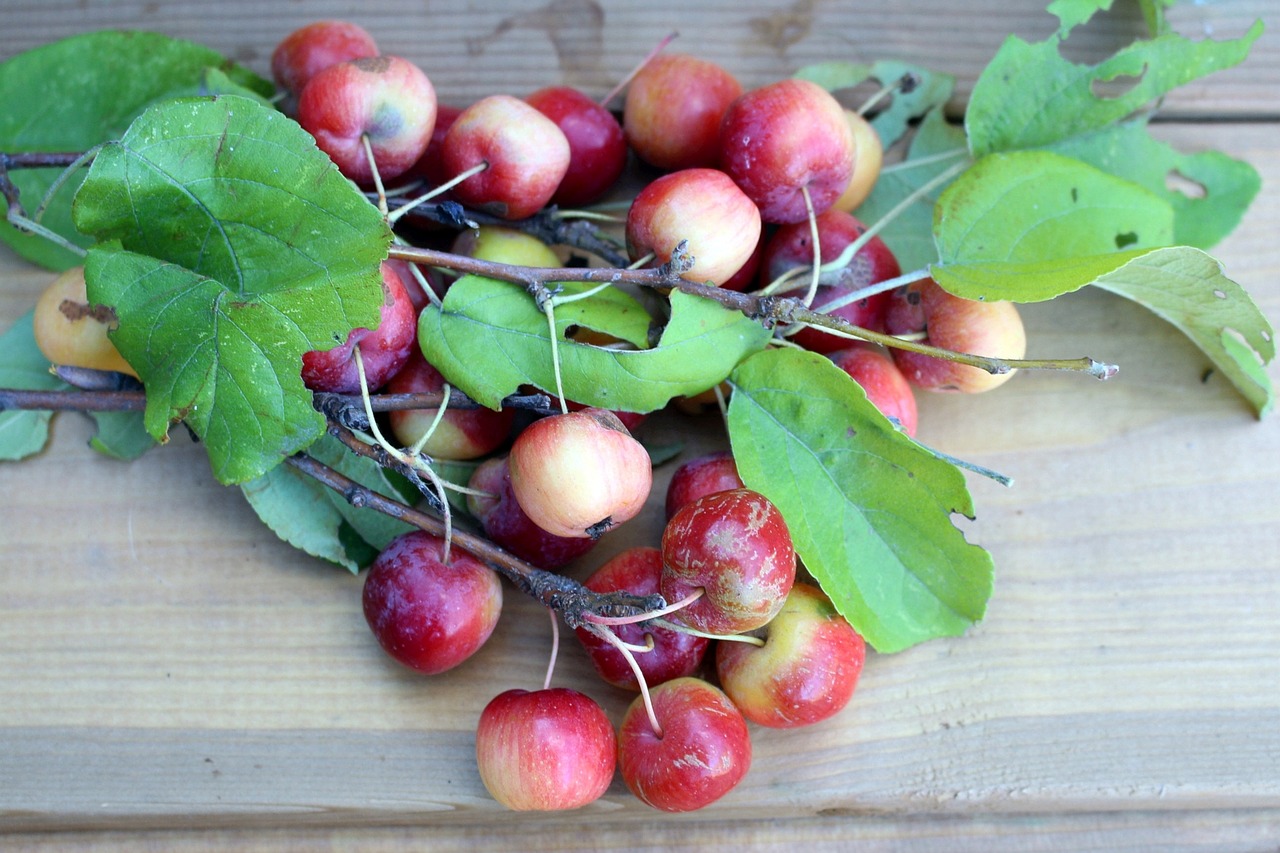 Image - flora fruit apples twigs foliage