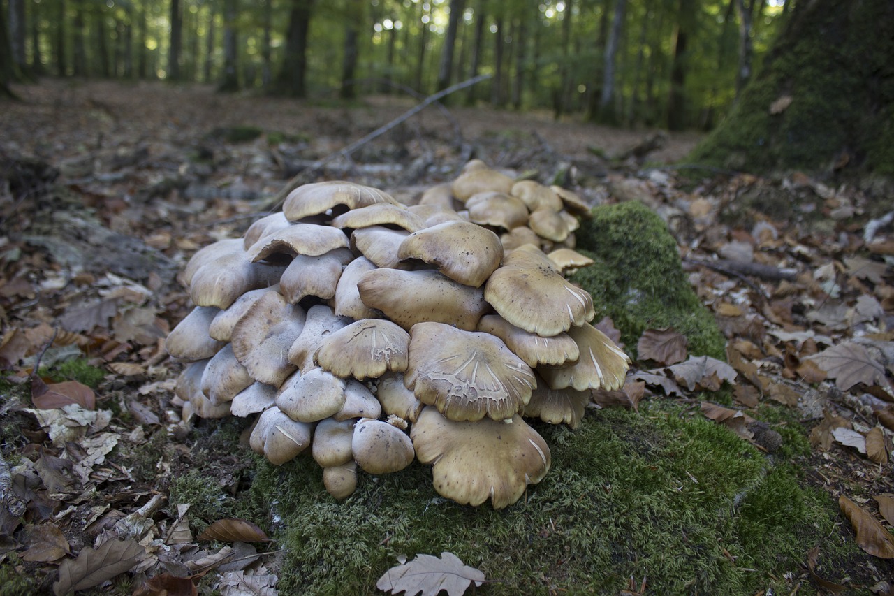 Image - fungus red mushroom white nature