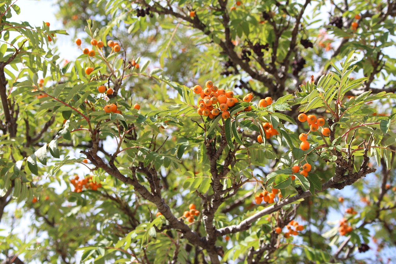 Image - tree rowan red foliage nature