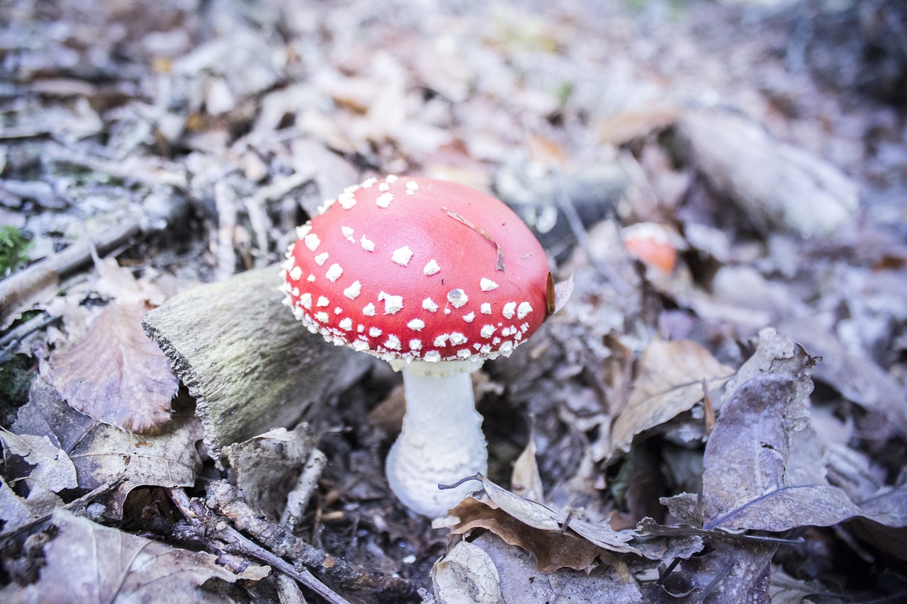 Image - fungus red mushroom white nature