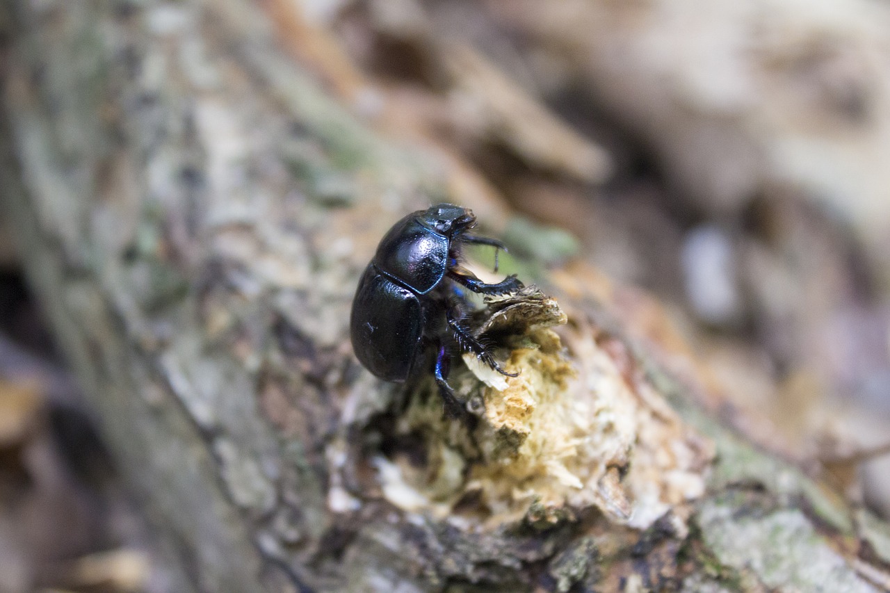 Image - scarab insect leaf forest jupilles