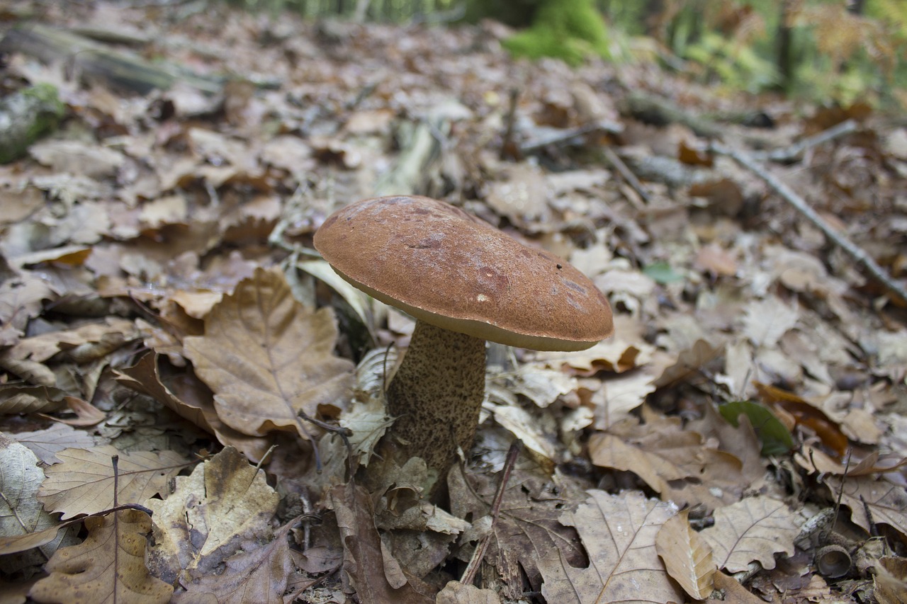 Image - fungus red mushroom white nature