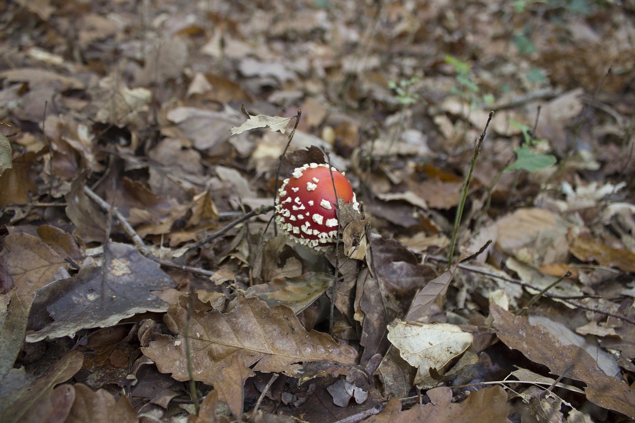 Image - fungus red mushroom white nature