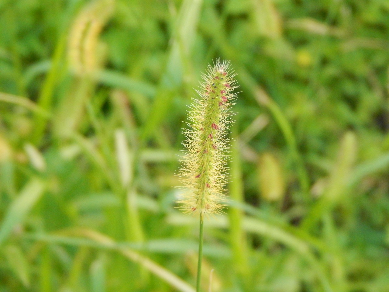 Image - grass nightcrawler green natural