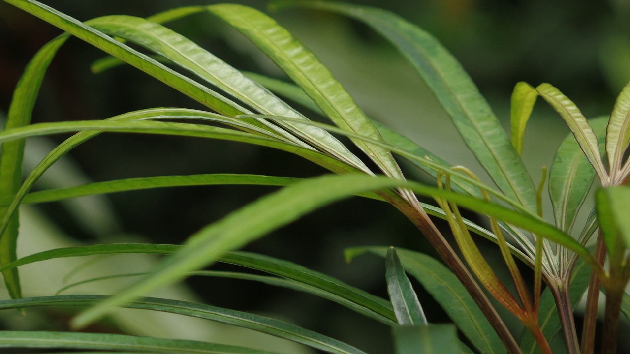 Image - green long leave garden green