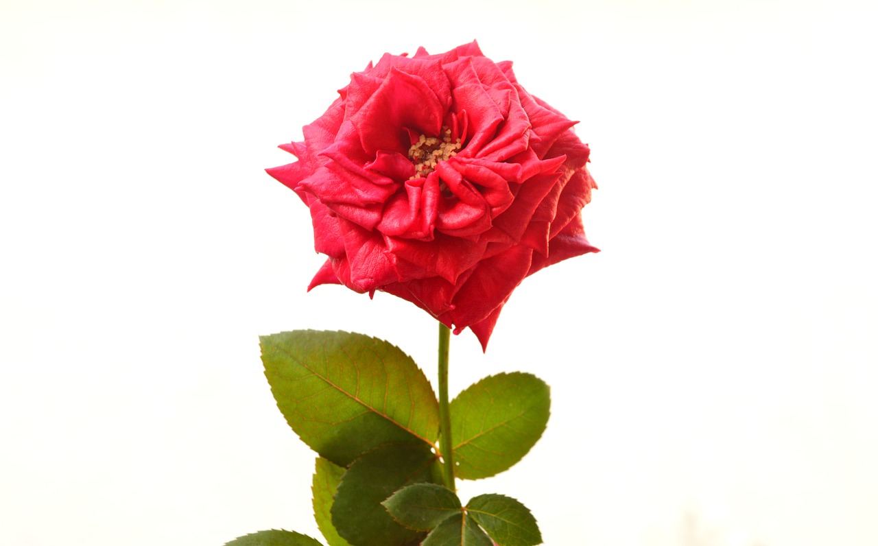 Image - rosa love romance feelings couple