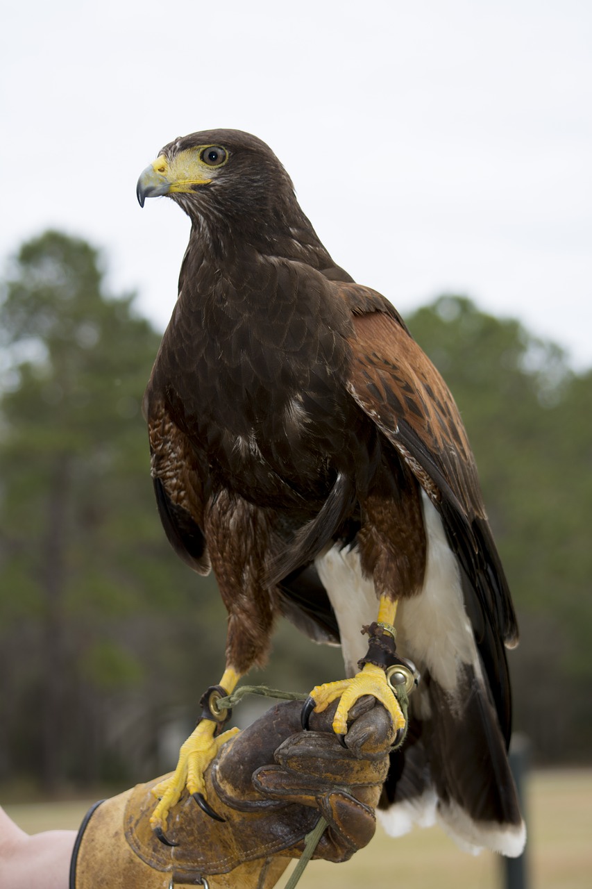 Image - hawk harris s hawk raptor bird