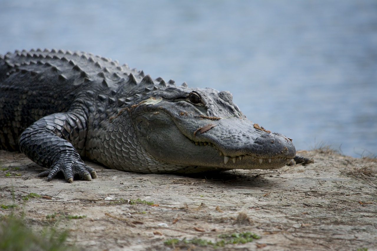 Image - alligator crocodile teeth reptile