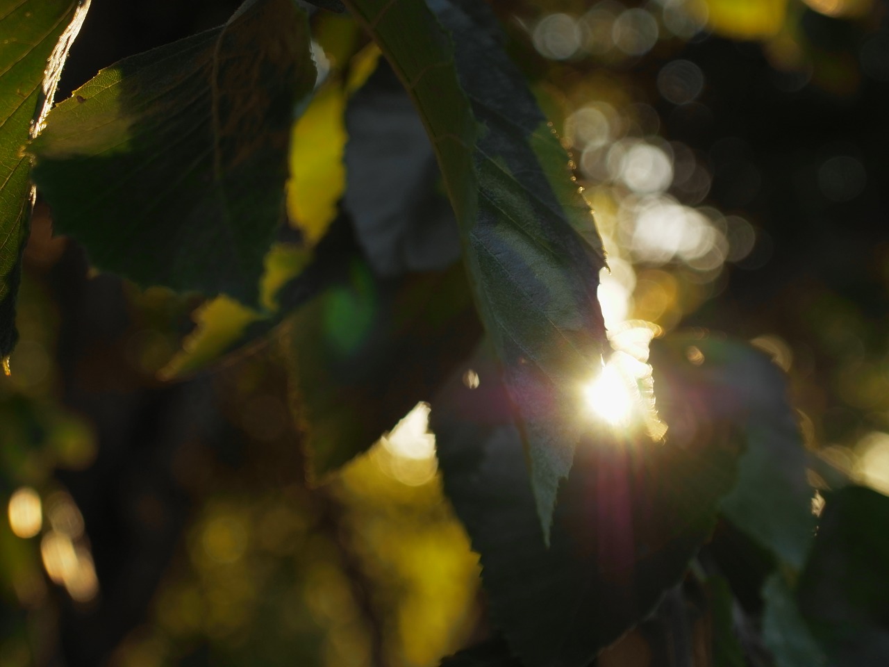 Image - sun leaves tree branch nature