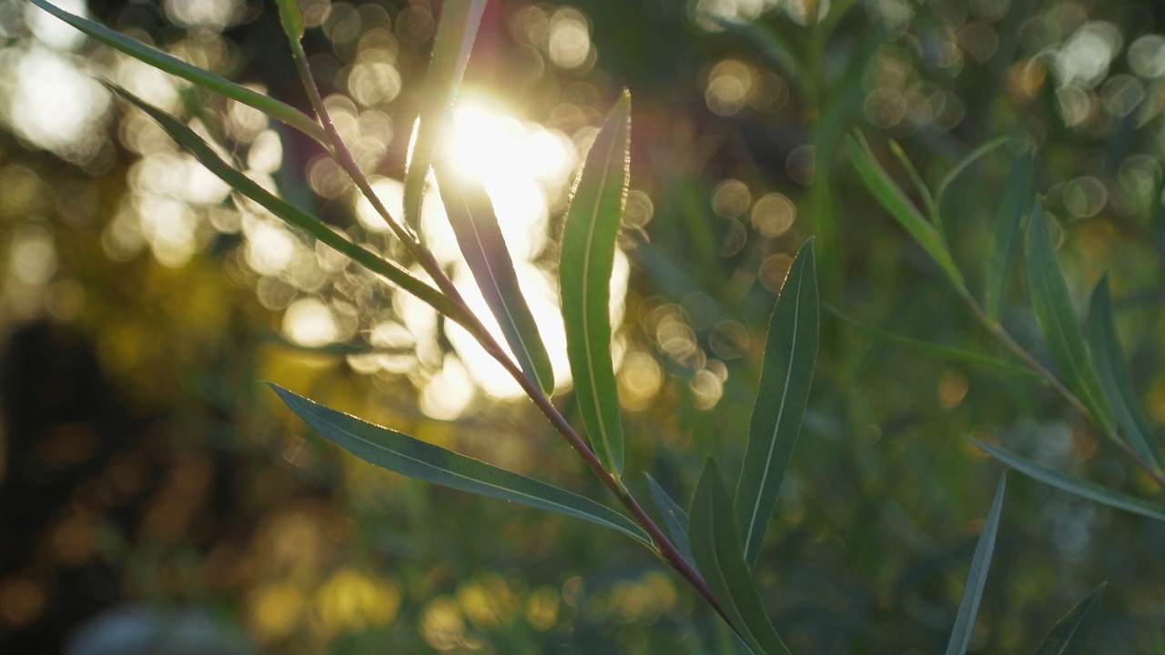 Image - sunlight wallpaper leaves nature