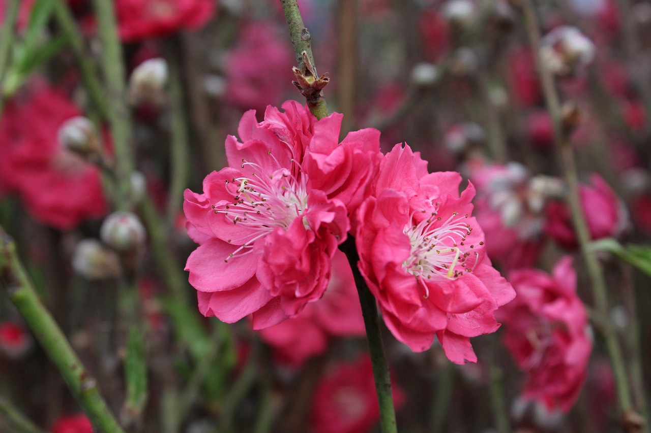 Image - cherry blossom chinese new year