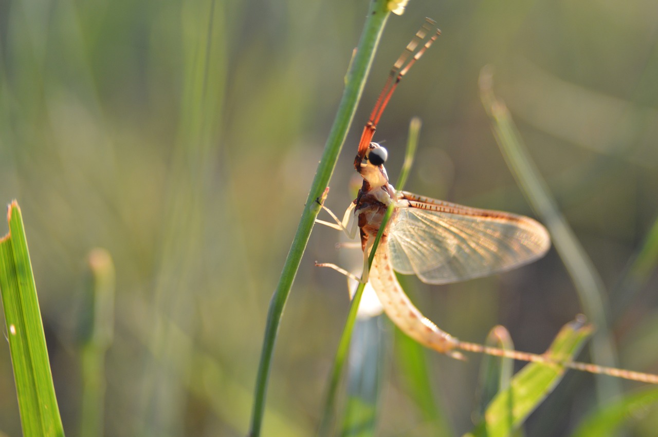 Image - summer macro bug dragonfly wild