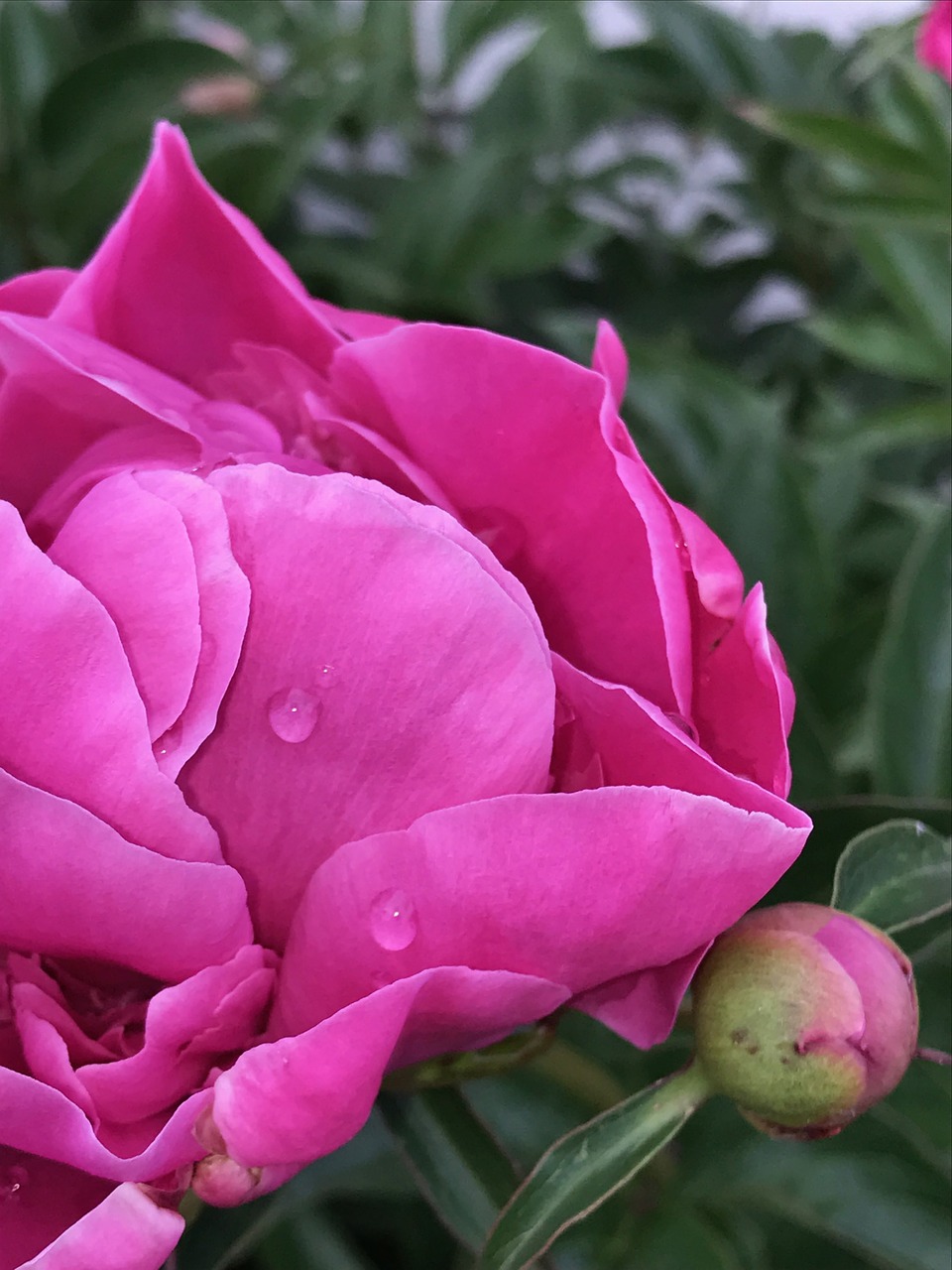Image - peony pink raindrops blossom