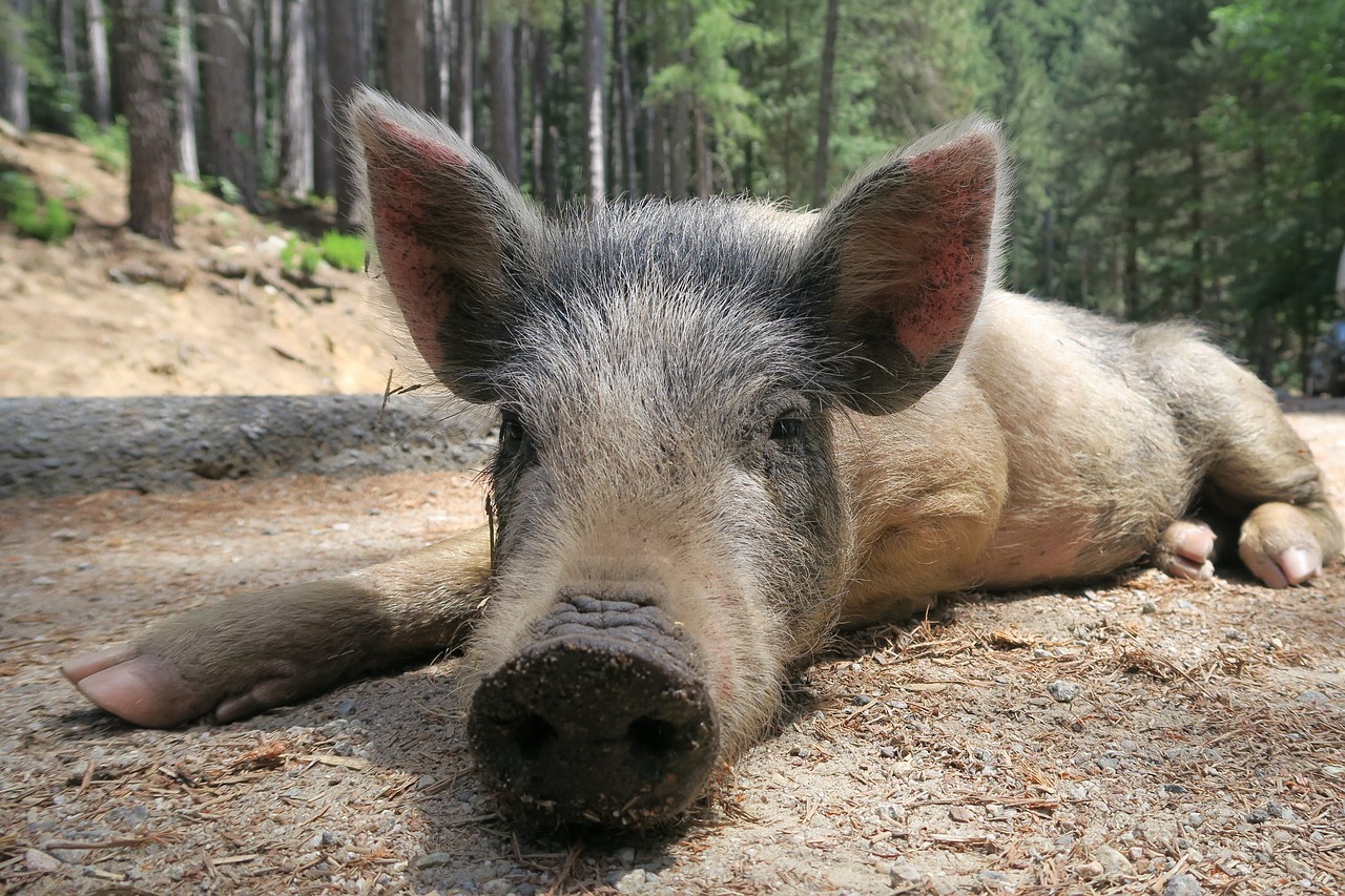 Image - pig wild pig little pig corsican