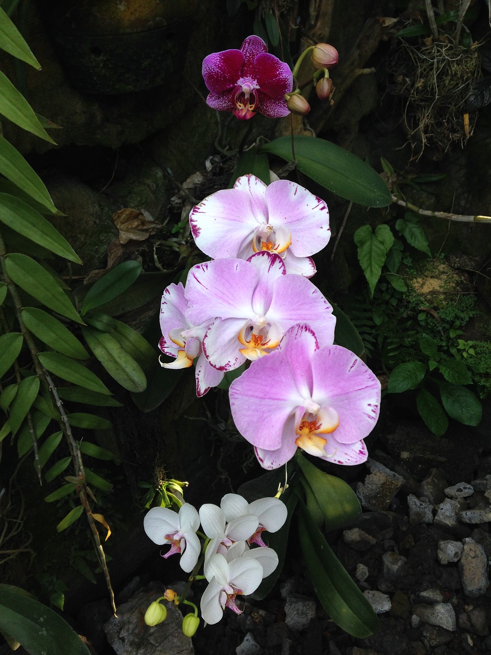 Image - hybrid orchid flower floral