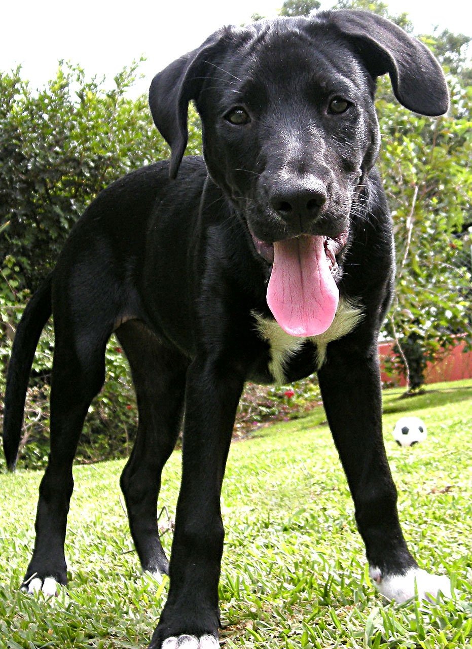 Image - labrador retriever puppy lab