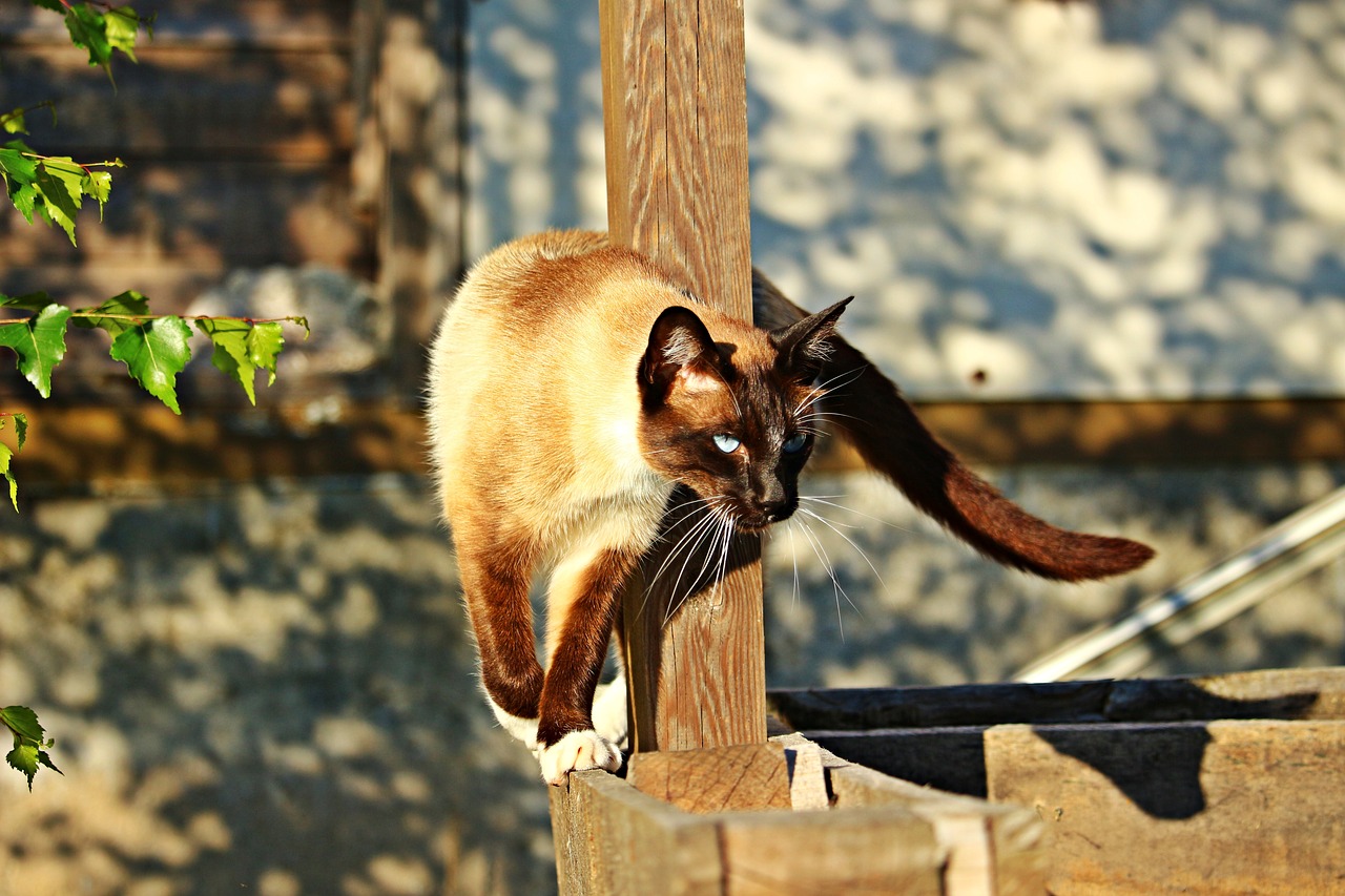 Image - cat siam siamese cat mieze