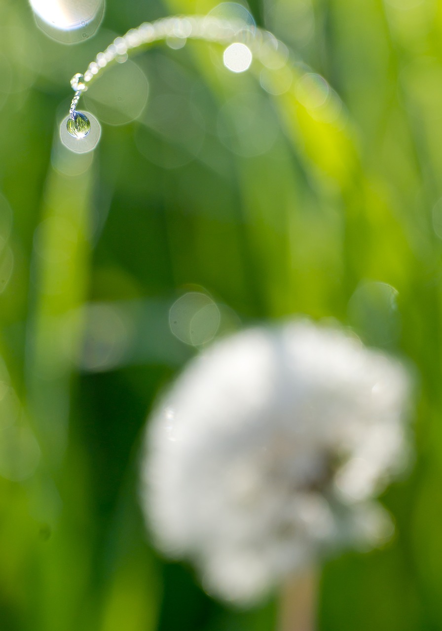 Image - dandelion droplets rosa morning