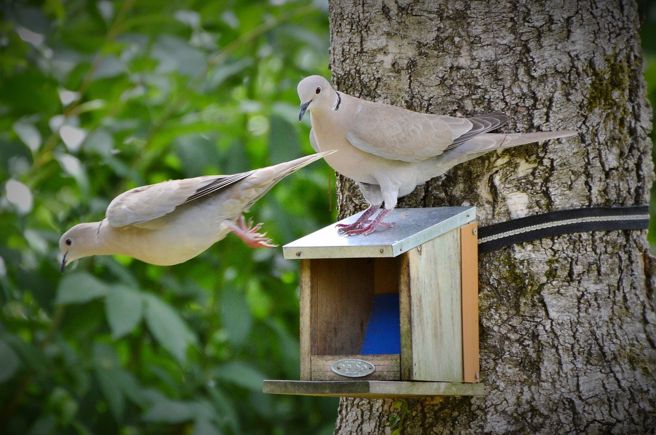 Image - dove collared bird poultry