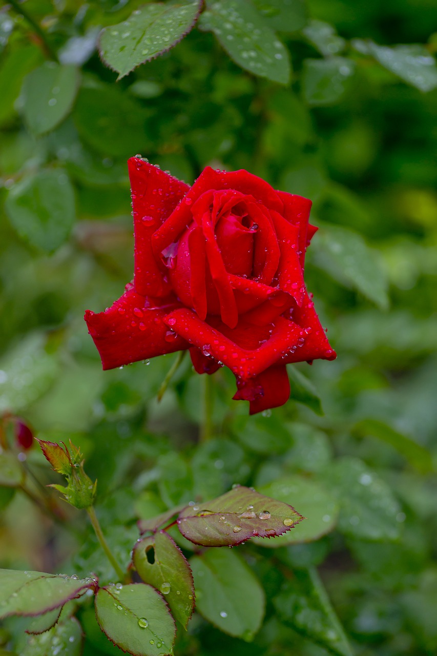 Image - rose red flower after the rain