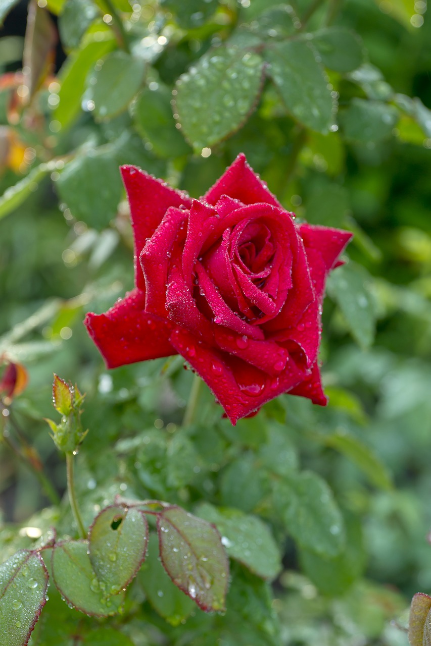 Image - rose red flower after the rain