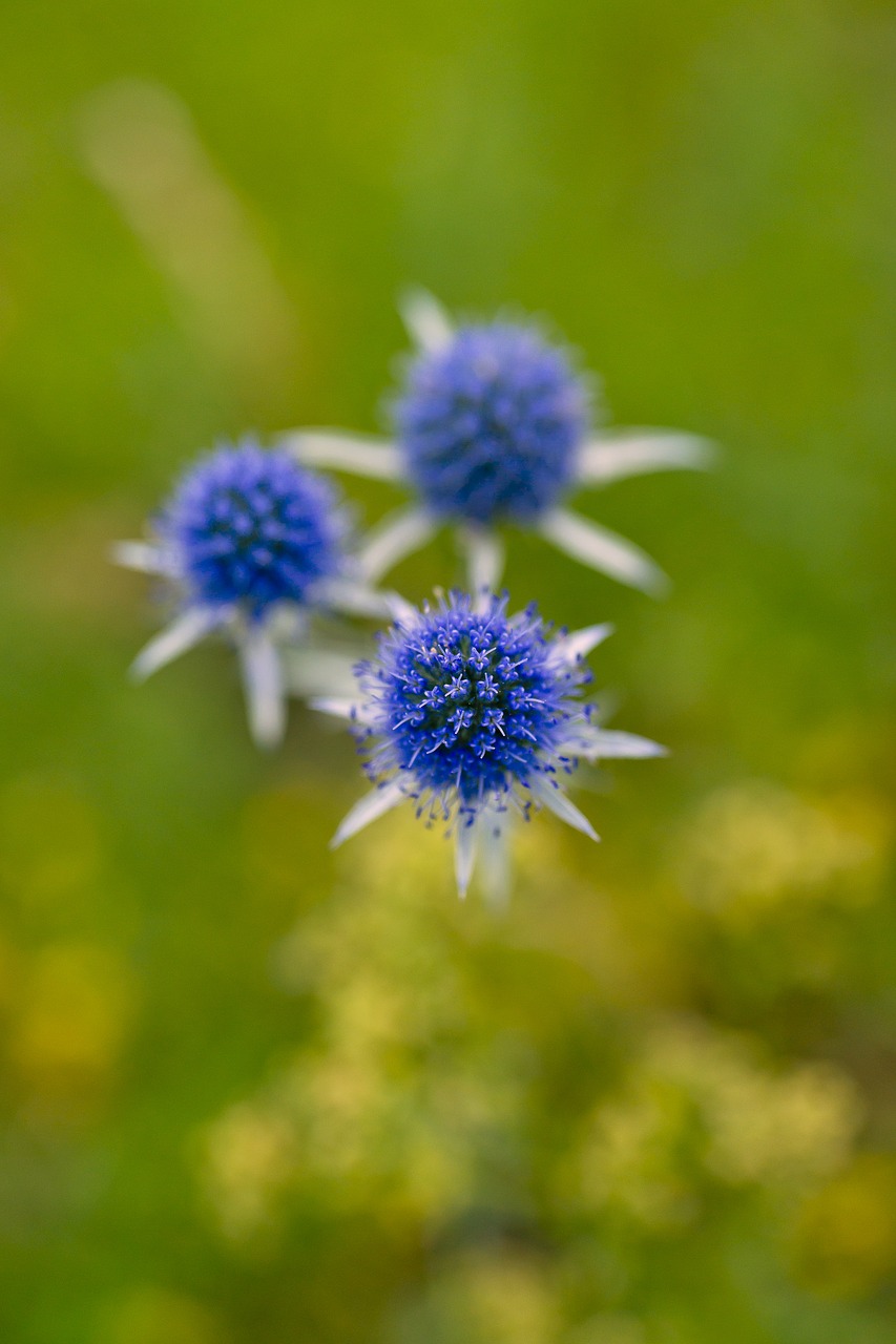 Image - eryngium purple flowers summer